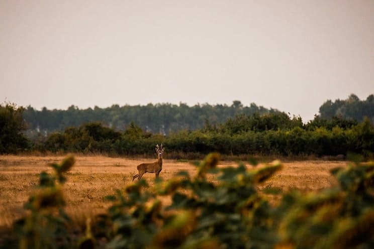 Császári vadászterület üzemeltetése