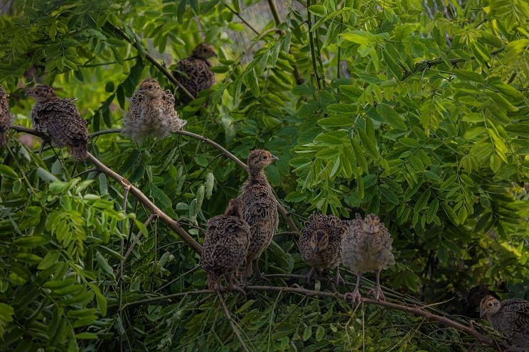 Alföld apróvadas vadászterület